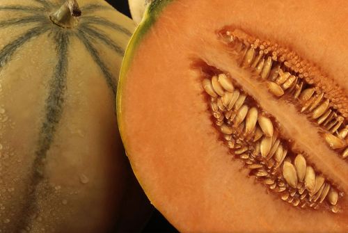 Charentais Melons